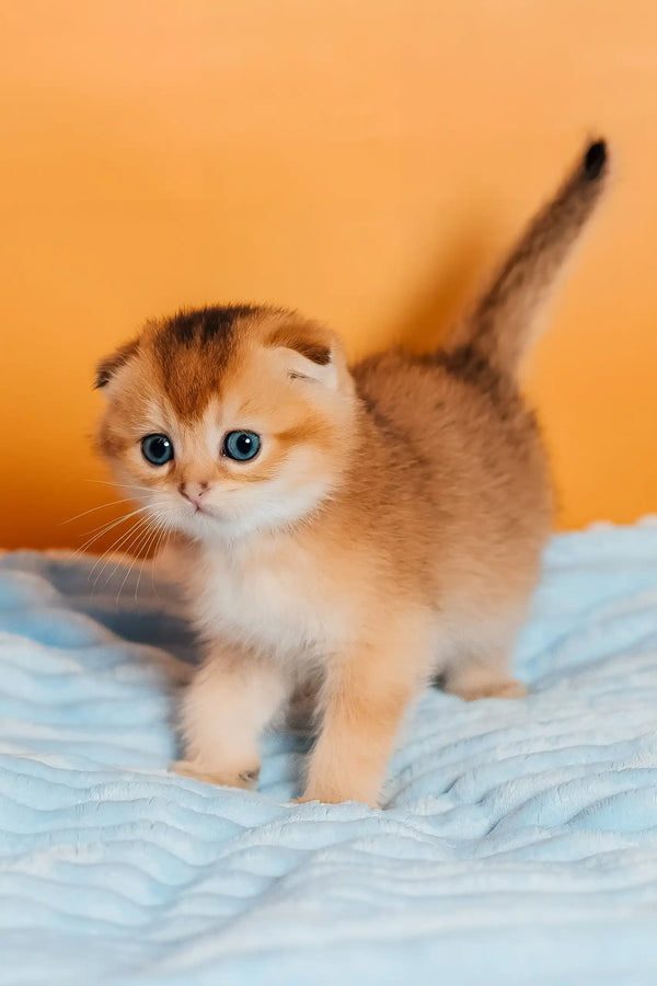 Thomas | scottish fold kitten