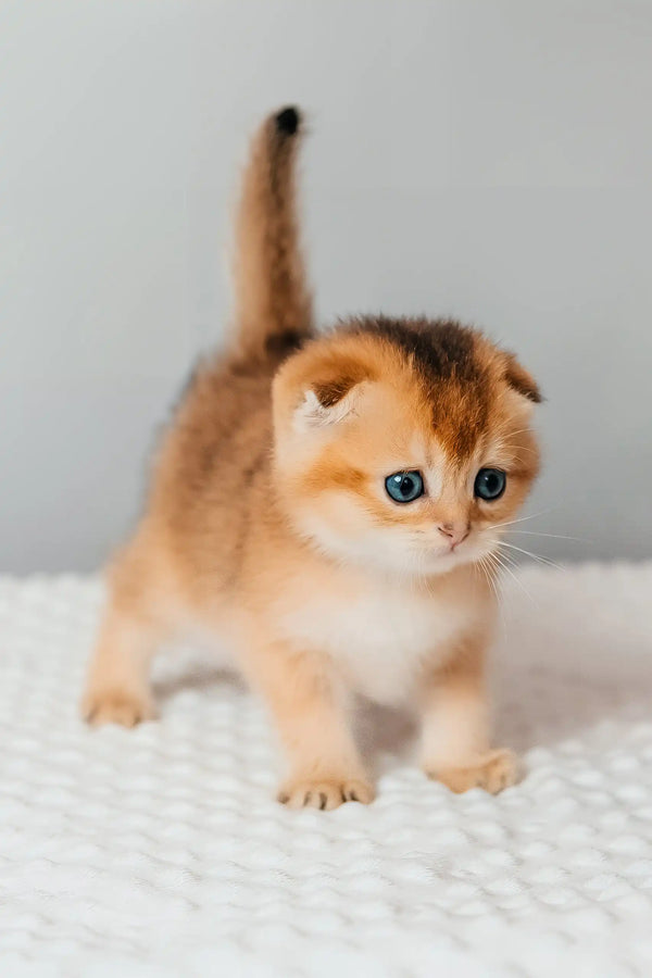 Thomas | scottish fold kitten