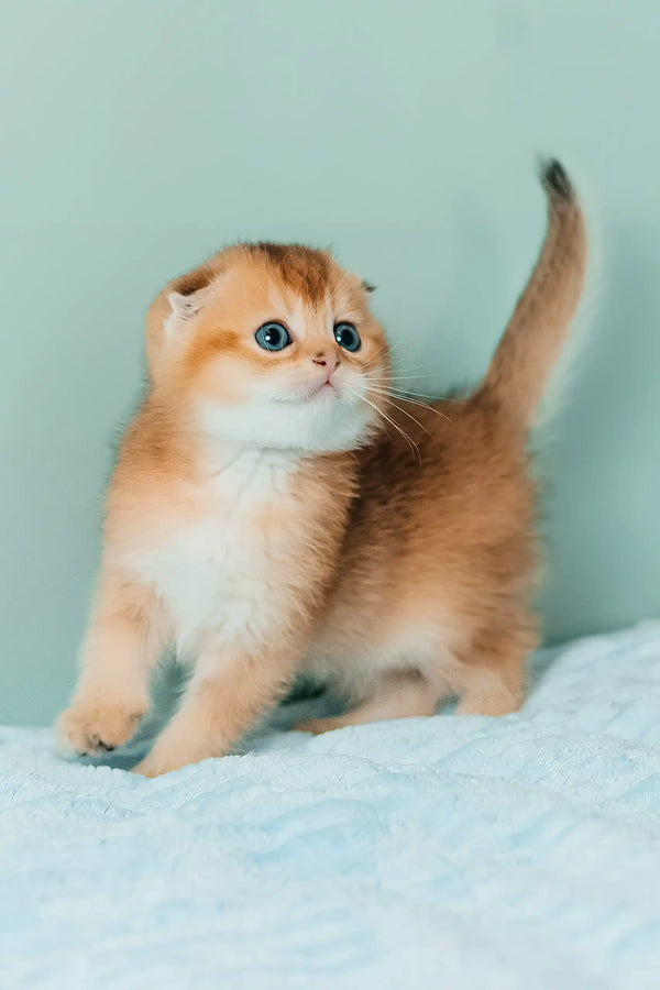 Thomas | scottish fold kitten