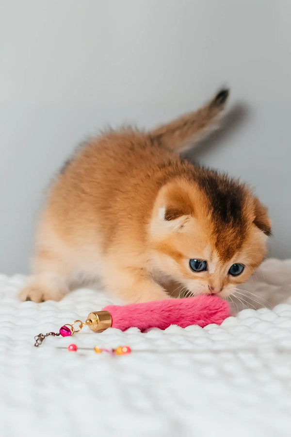 Thomas | scottish fold kitten