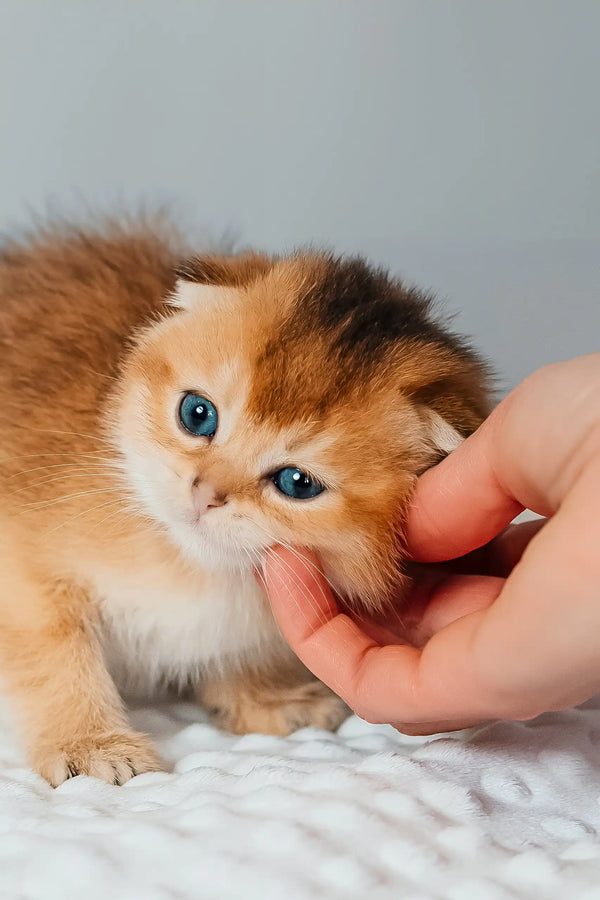 Thomas | scottish fold kitten