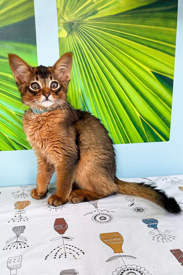 Adorable Somali Kitten with wide eyes and reddish-brown fur