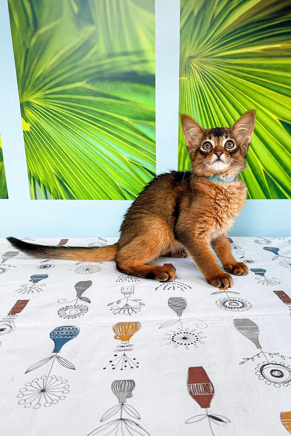 Adorable Somali Kitten chilling on a patterned surface with tropical leaves behind