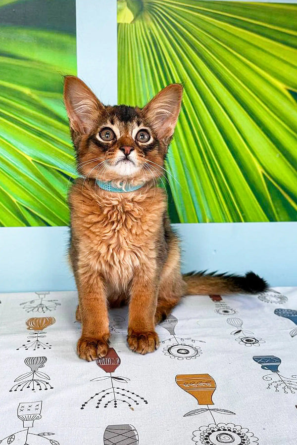 Curious brown Somali kitten with big ears and blue collar, super adorable!