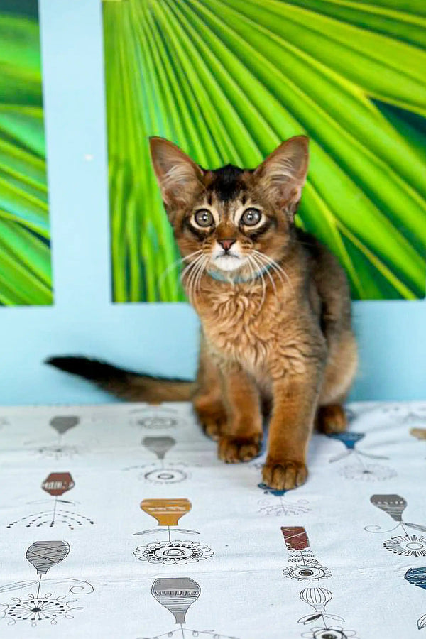 Adorable Somali kitten with wide eyes sitting on a patterned surface