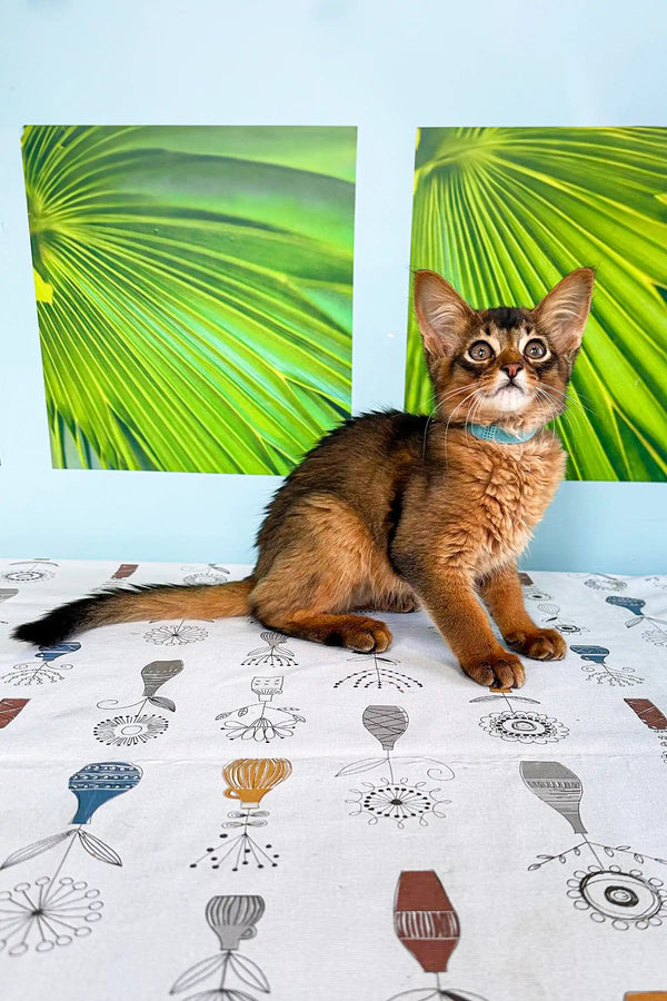 Adorable Somali kitten lounging on a patterned surface with palm leaf decor