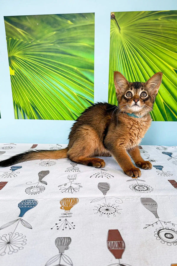 Adorable Somali kitten resting on a patterned surface with tropical leaf art behind