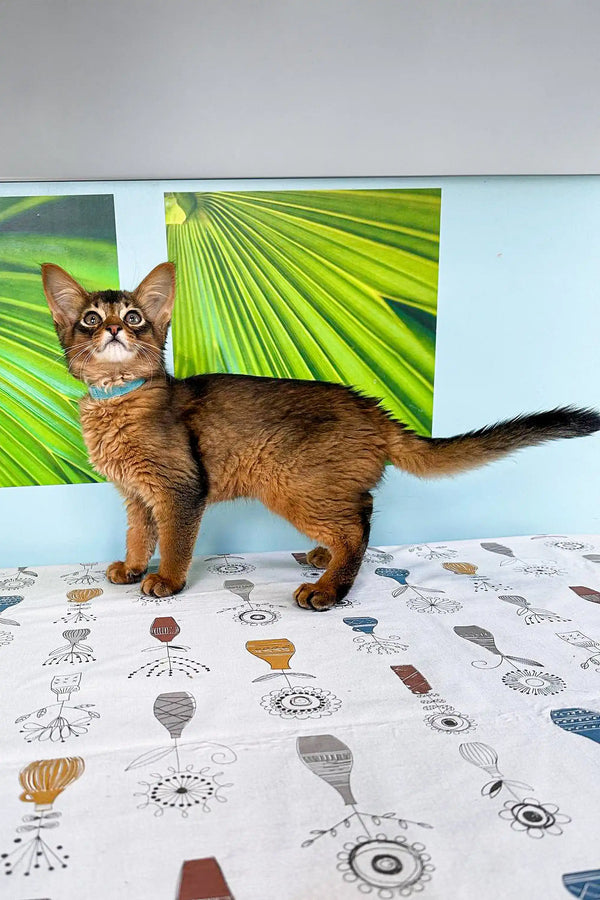 Alert Abyssinian cat with sleek brown coat, perfect for an adorable Somali kitten