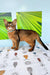 Adorable Somali kitten with reddish-brown fur and alert green eyes