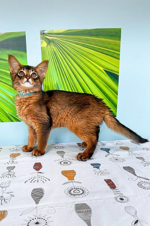 Abyssinian cat with reddish-brown fur alert, perfect for adorable Somali kitten lovers