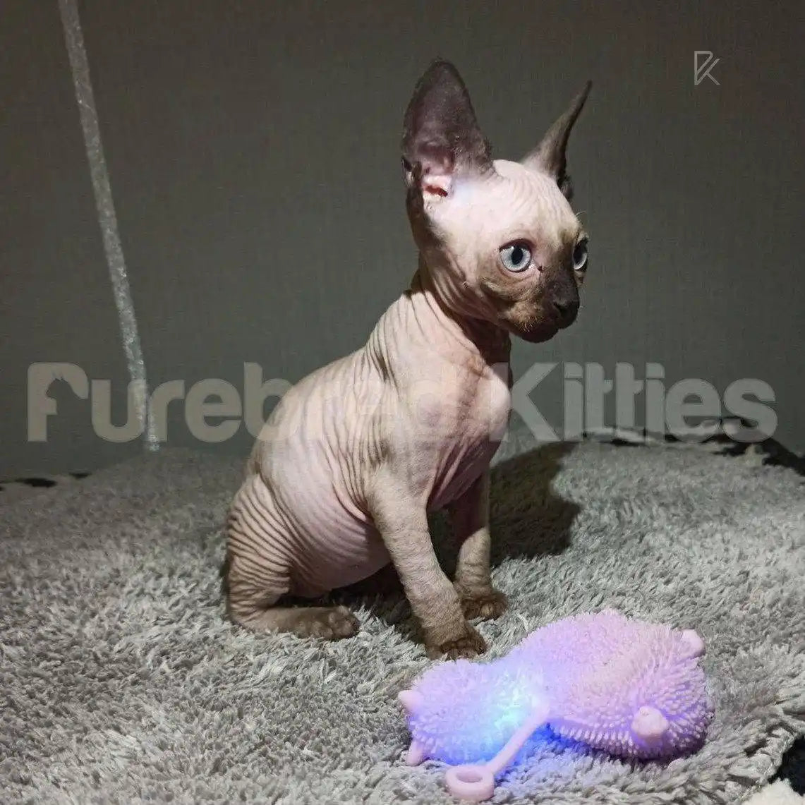 Sphynx Cats and Kittens for Sale Thomas | Kitten