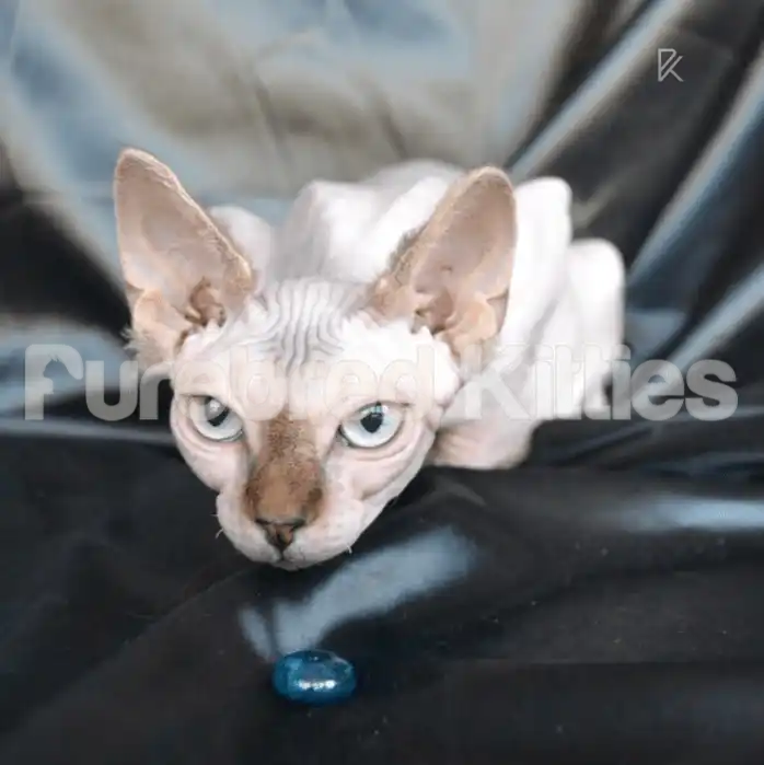 Sphynx Cats for Sale | Kittens For Tia | Kitten