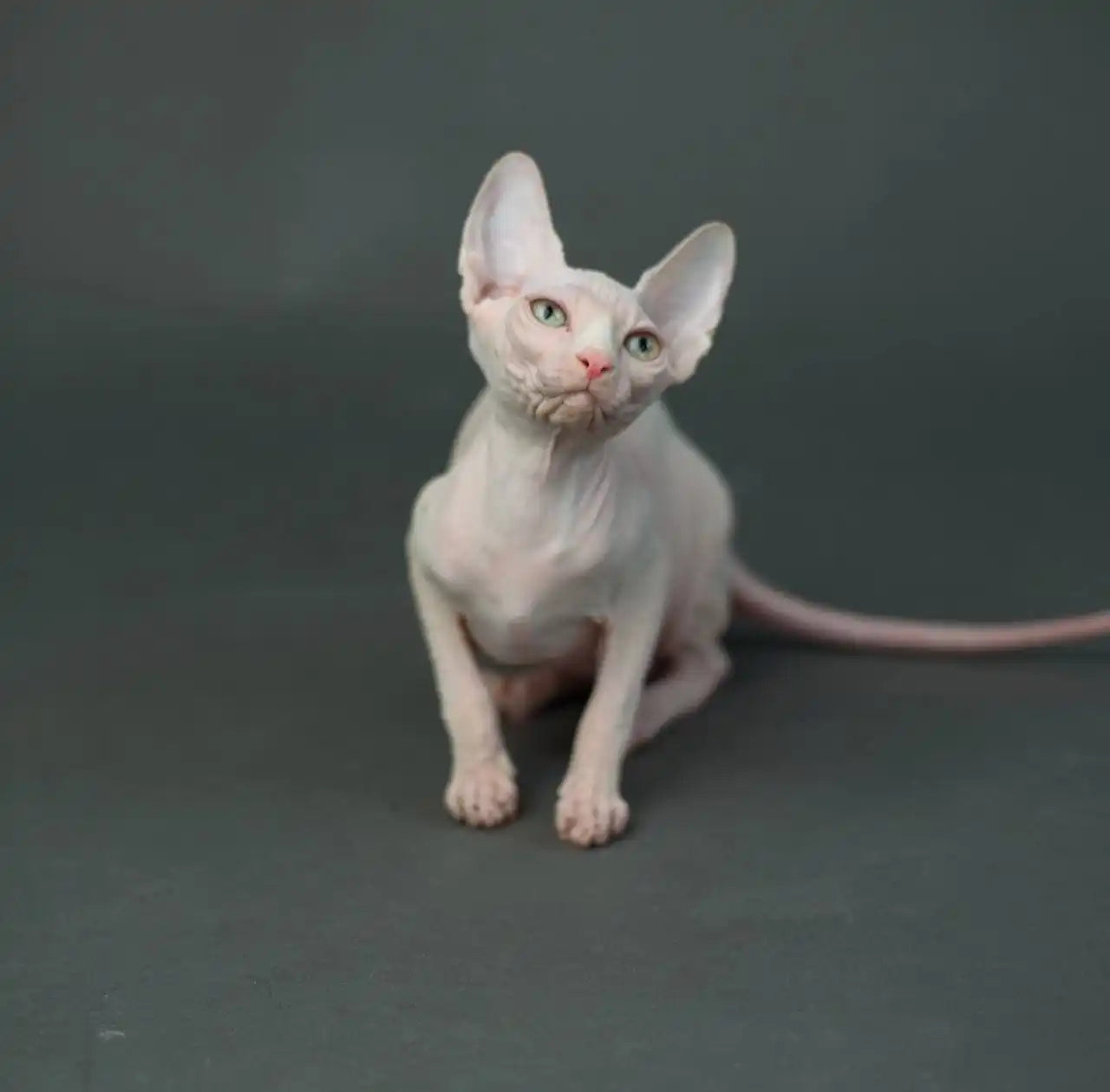 Sphynx Cats for Sale | Kittens For Tiago | Kitten