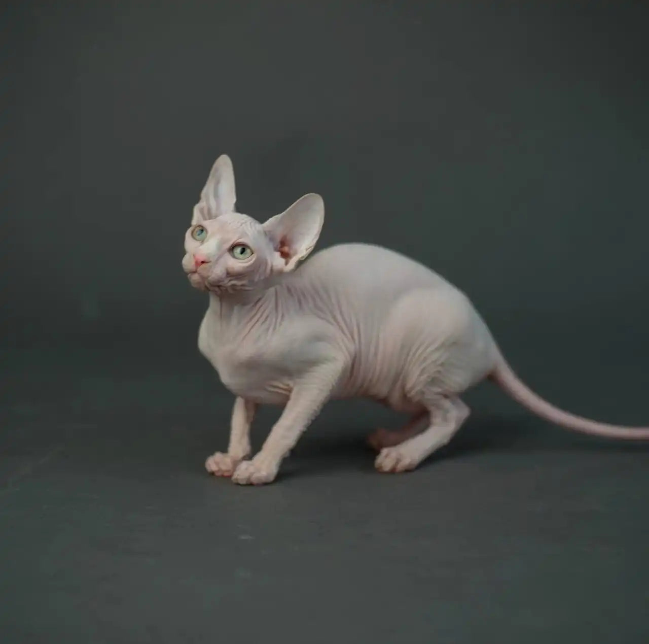 Sphynx Cats for Sale | Kittens For Tiago | Kitten
