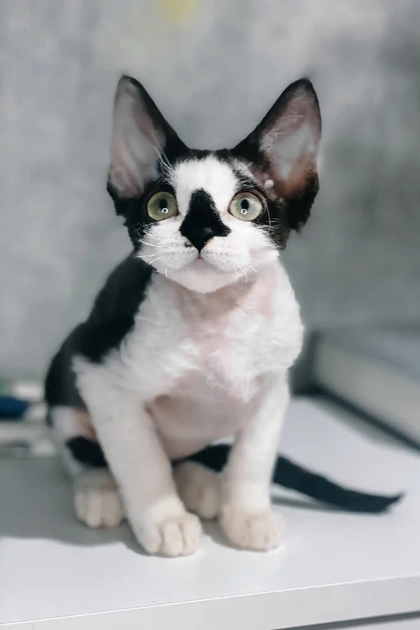 Tiana | devon rex kitten