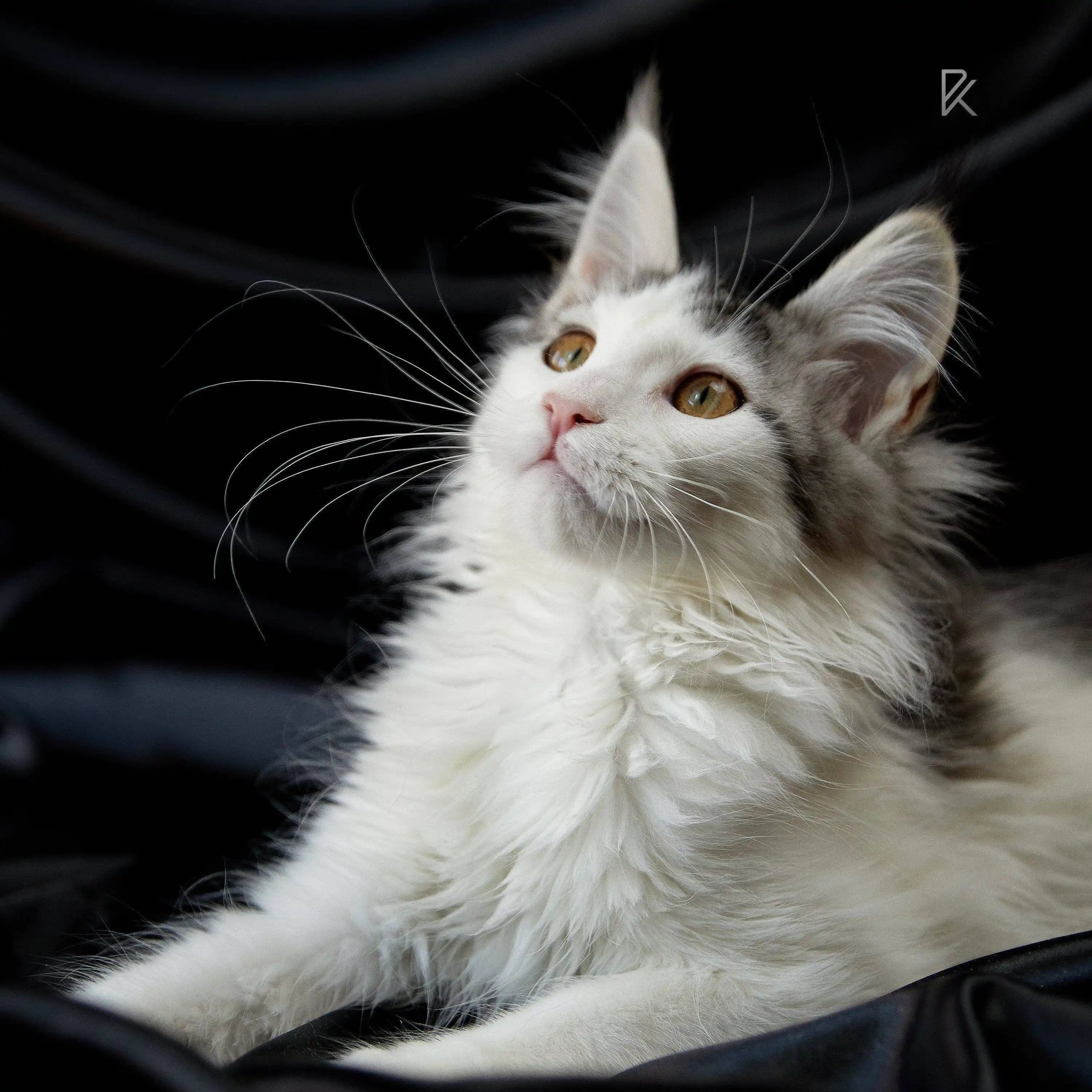 Maine Coon Kittens for Sale Tianis | Main Kitten