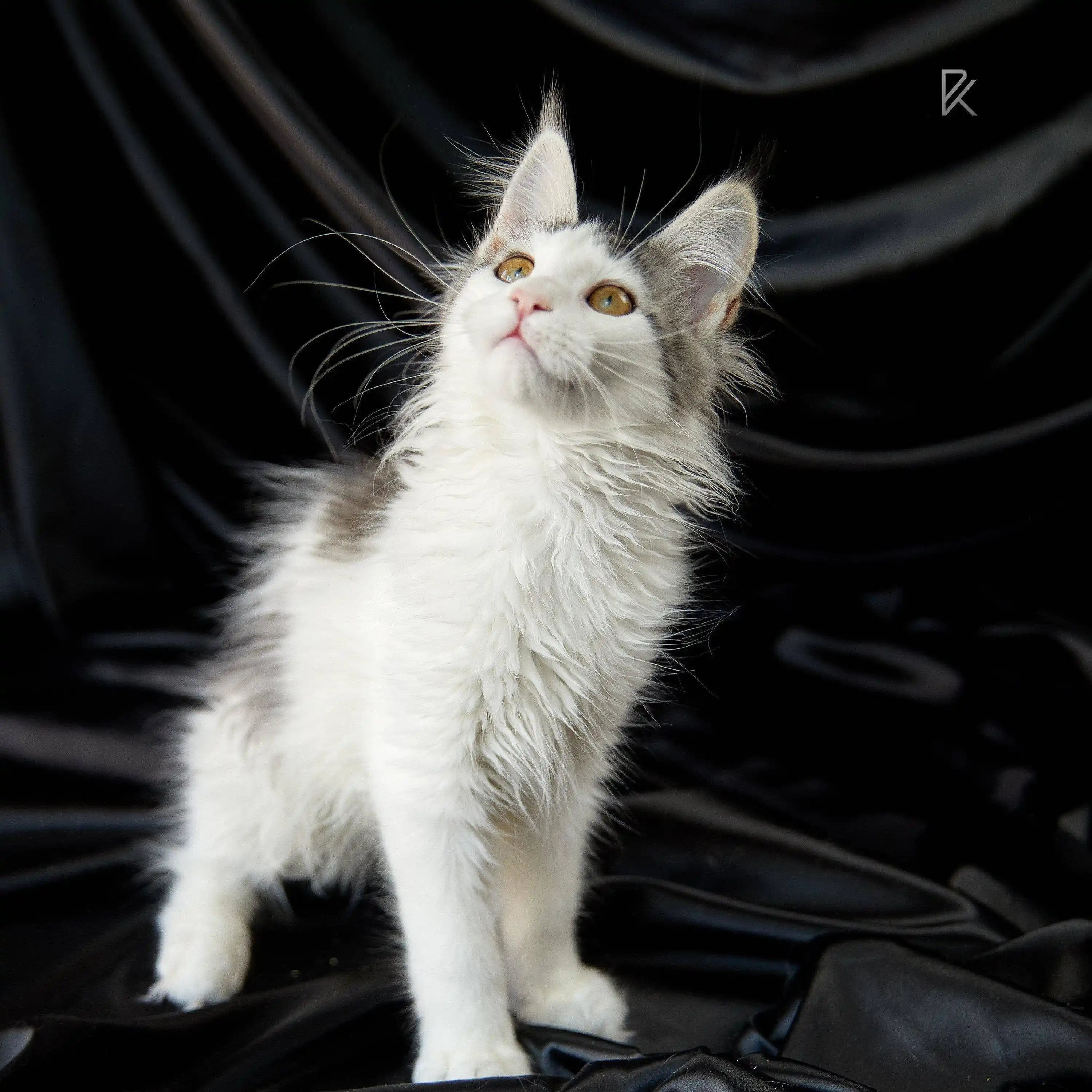 Maine Coon Kittens for Sale Tianis | Main Kitten