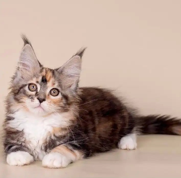Maine Coon Kittens for Sale | Cats For Tianis | Kitten