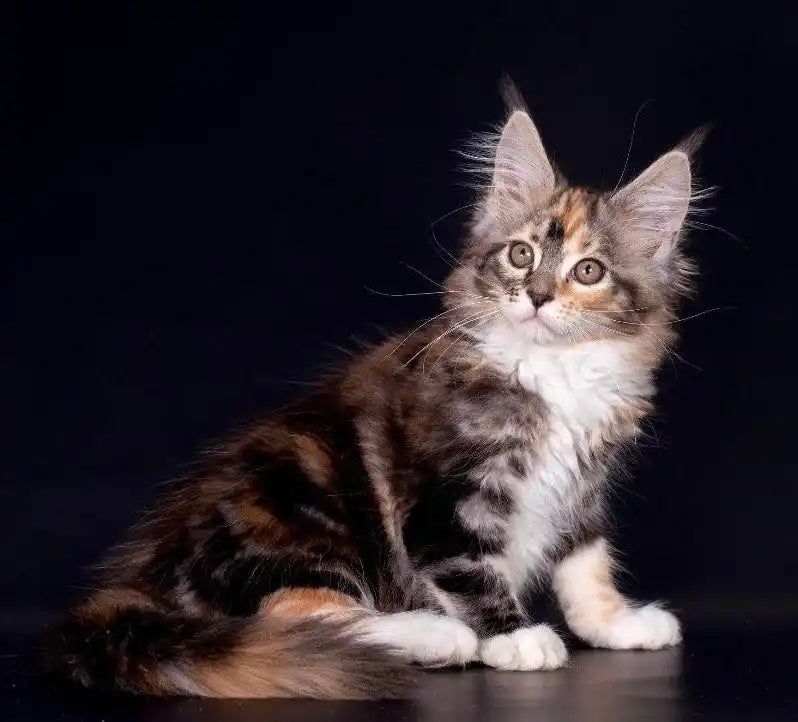 Maine Coon Kittens for Sale | Cats For Tianis | Kitten