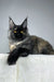 Black and brown Maine Coon cat from the Tiara Maine Coon Kitten collection