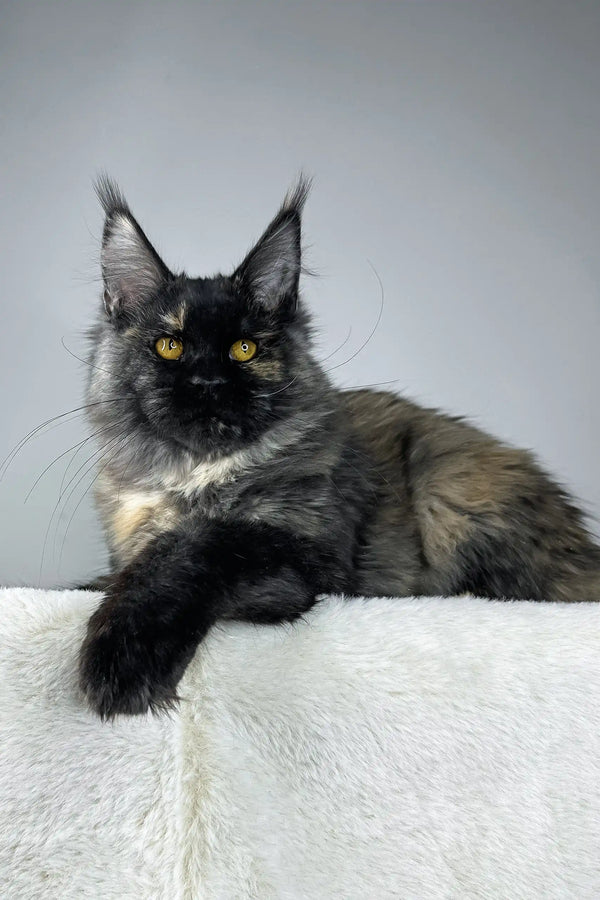 Black and brown Maine Coon cat from the Tiara Maine Coon Kitten collection