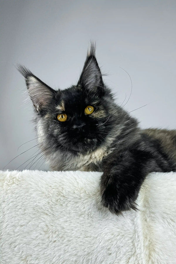 Black and gray Maine Coon cat named Tiara looking adorable and playful