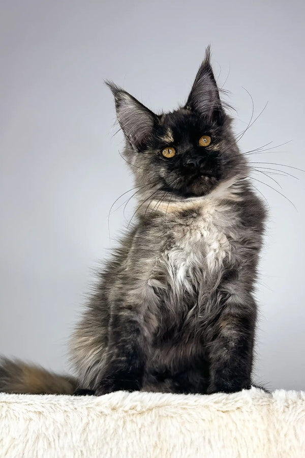 Adorable black and gray Maine Coon cat, perfect for the Tiara | Maine Coon Kitten product