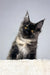 Curious black and gray Maine Coon kitten named Tiara looking adorable and playful