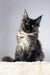 Fluffy black and gray Maine Coon cat in the Tiara Maine Coon Kitten product