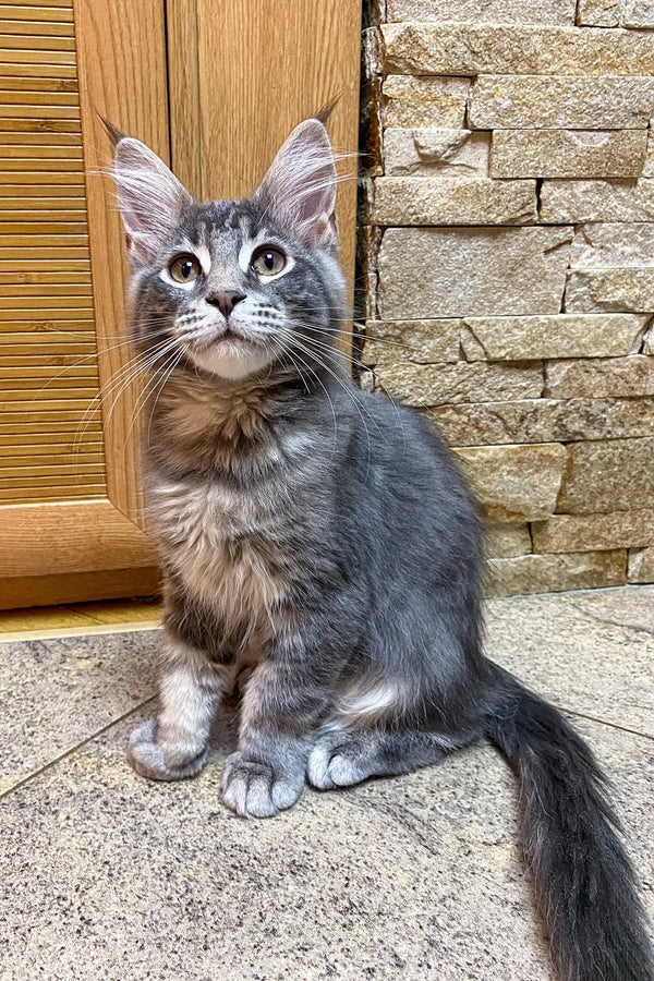 Gray and white Maine Coon kitten with wide eyes, sitting upright and alert