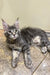 Gray and white Maine Coon kitten with ear tufts lounging cutely on a surface