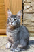 Gray and white fluffy Maine Coon kitten with alert eyes and perked ears