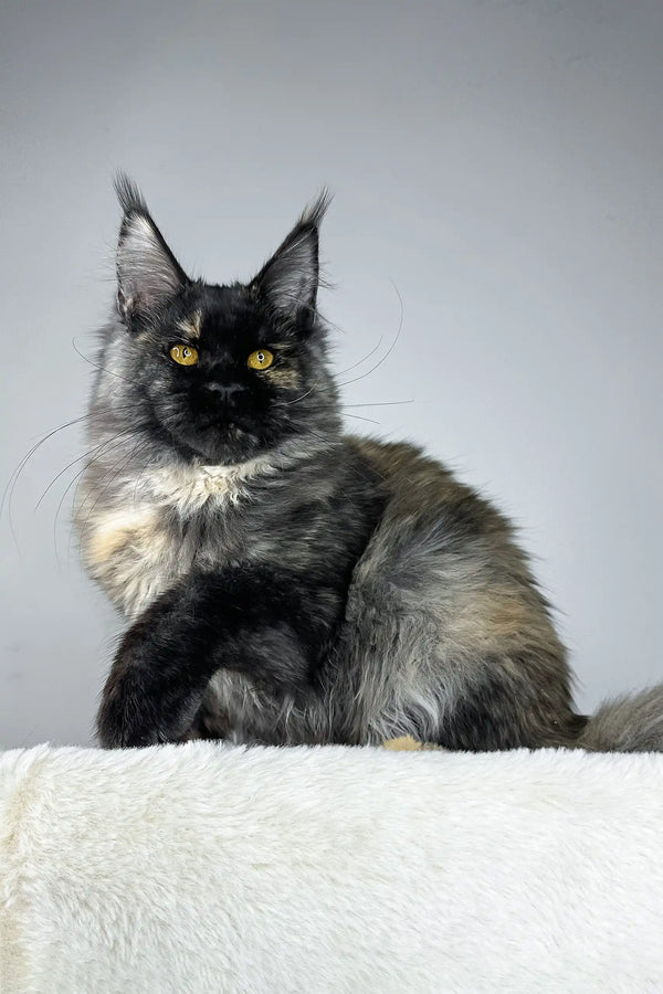 Majestic Maine Coon cat named Tiara, the adorable Maine Coon kitten