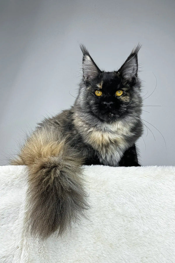 Majestic Maine Coon cat ready to shine in the Tiara Maine Coon Kitten product
