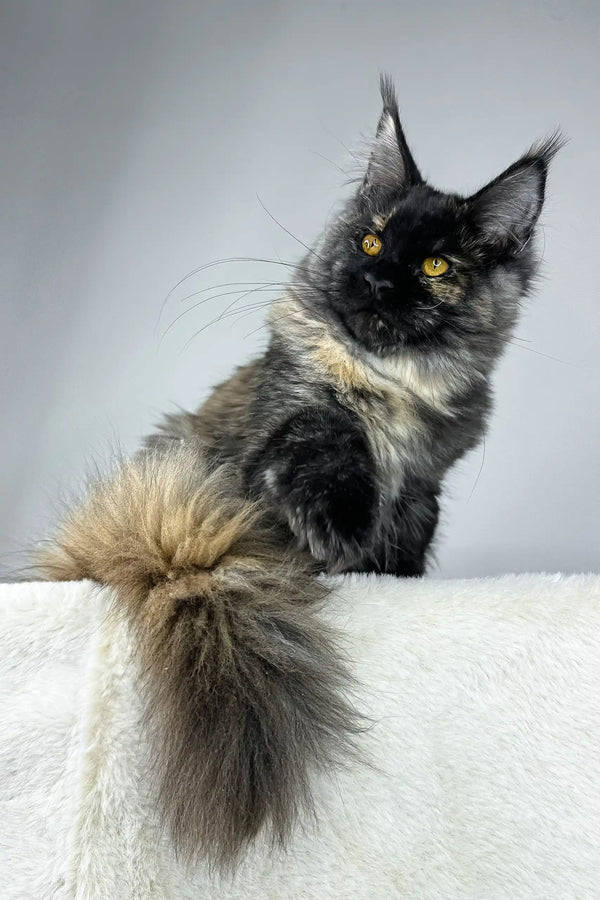Majestic Maine Coon cat looking regal as a product named Tiara Maine Coon Kitten