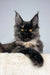 Majestic black Maine Coon cat in the Tiara | Maine Coon Kitten product display