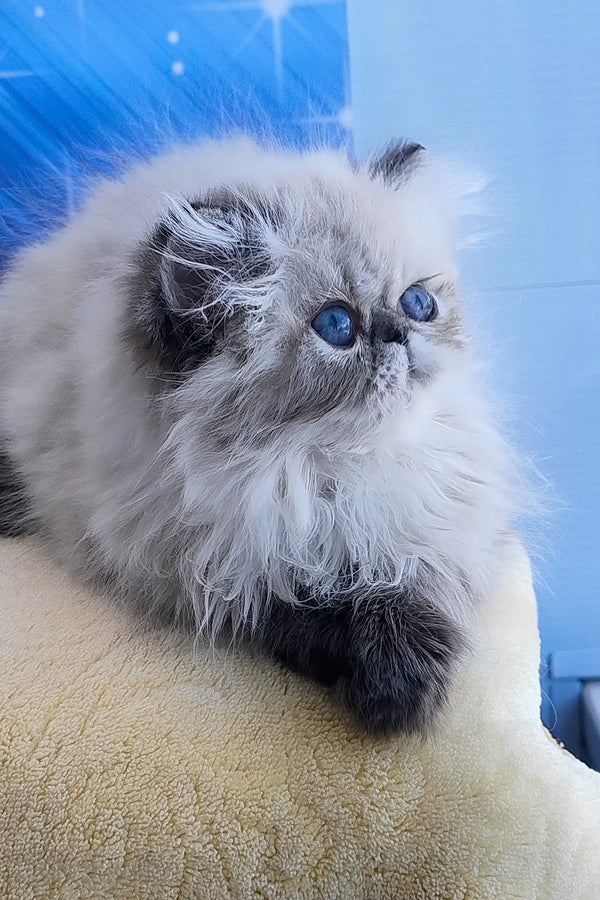 Tiara | persian kitten