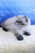 Tiara | persian kitten