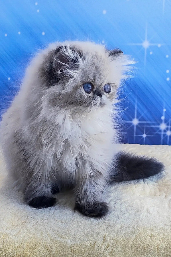 Tiara | persian kitten