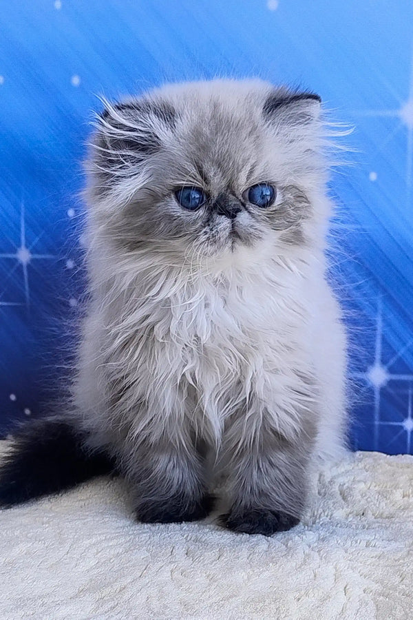 Tiara | persian kitten