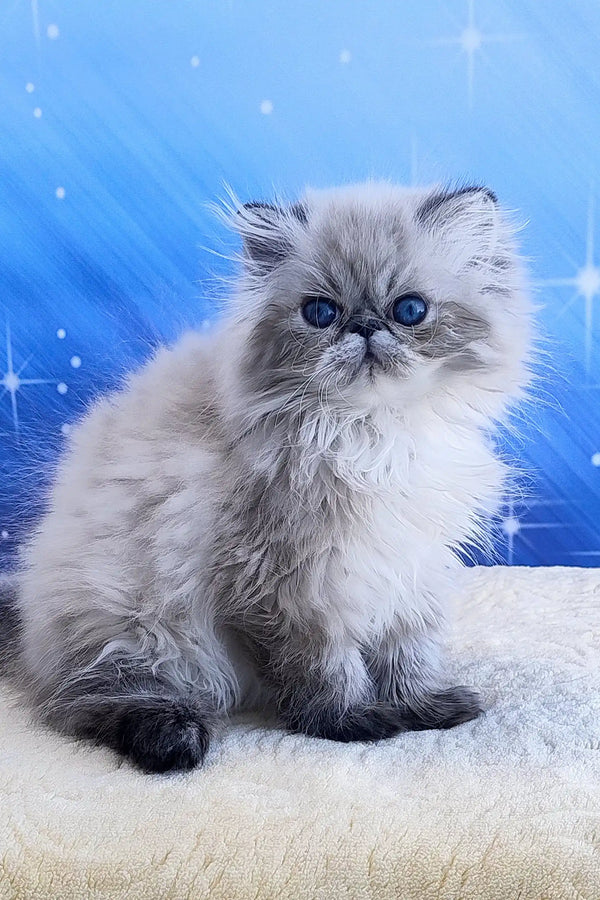 Tiara | persian kitten