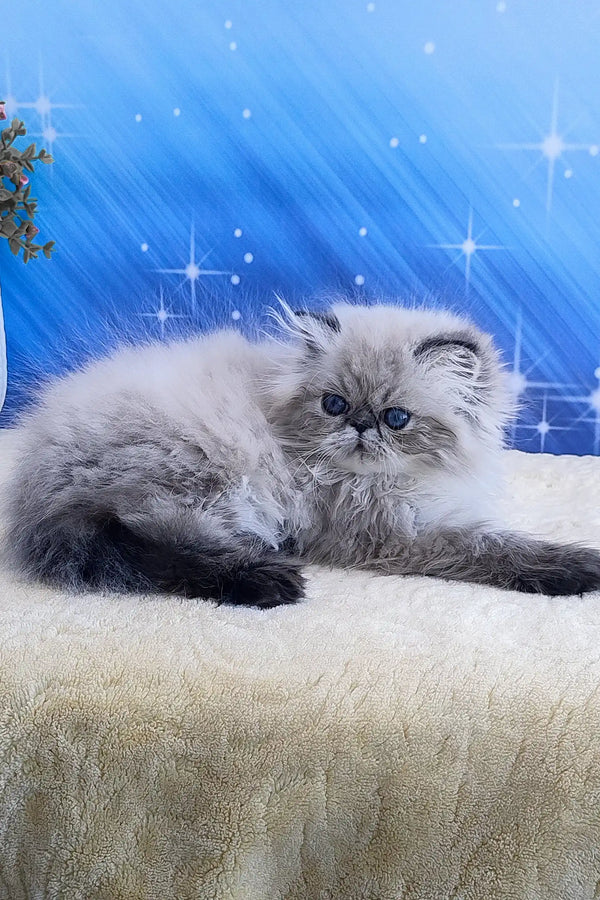 Tiara | persian kitten