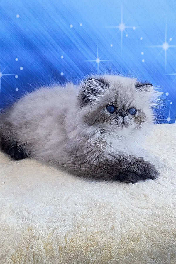 Tiara | persian kitten