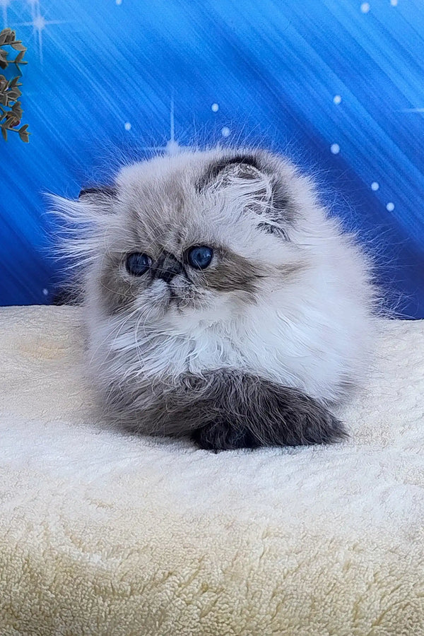 Tiara | persian kitten
