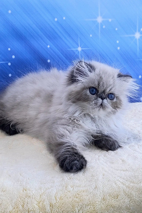Tiara | persian kitten