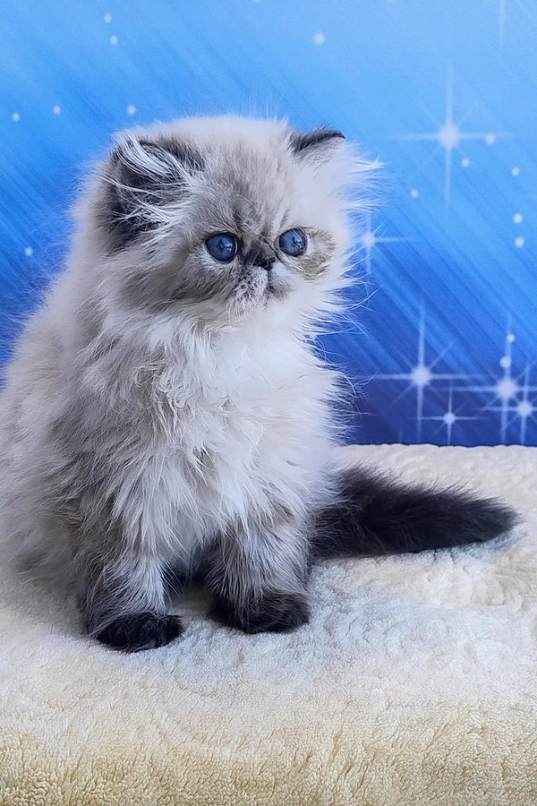 Tiara | persian kitten