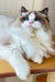 Fluffy Ragdoll kitten with deep blue eyes and white-brown fur