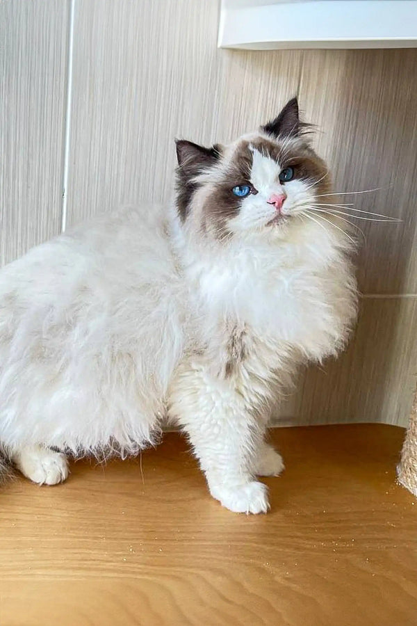 Fluffy Ragdoll kitten with deep blue eyes and a gorgeous white and brown coat