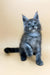 Tiffani | maine coon kitten