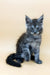 Tiffani | maine coon kitten